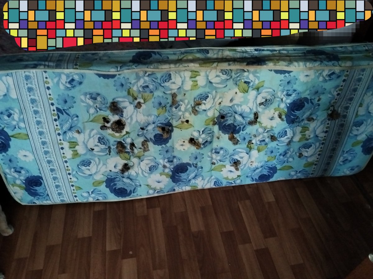Мой старый матрас. Я стрелял и в меня стреляли — nikolaussuwulf · Стрекоза