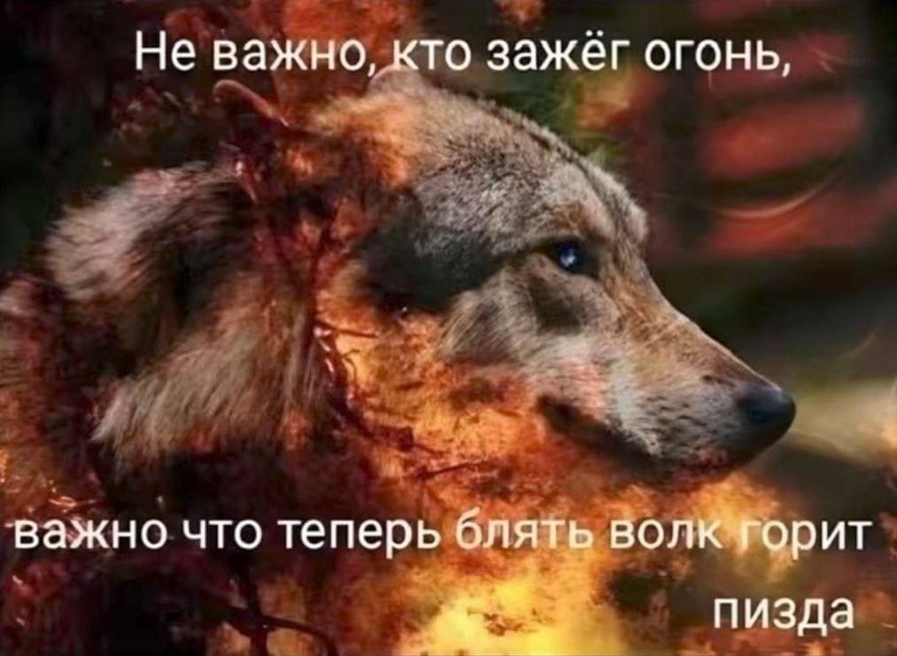 всем превед медвед — brnngsptmbr · Стрекоза