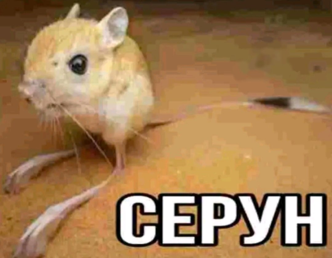 жить — Snaff · Стрекоза