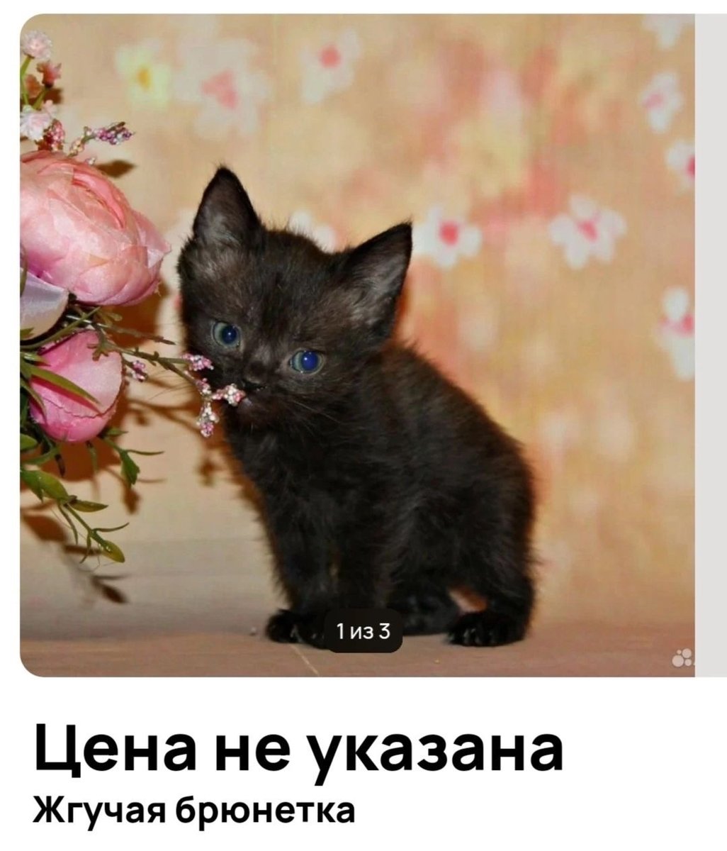 ну я — бимбо? · Стрекоза