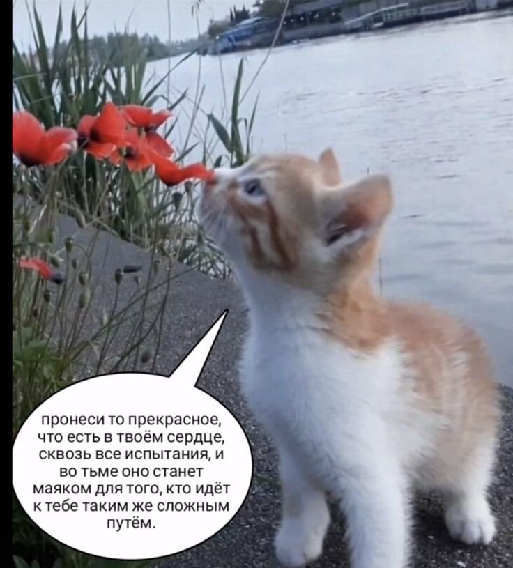 Как много я пропустил спустя месяц инактива... Почему большая часть м… — ReznoVorkuta · Стрекоза
