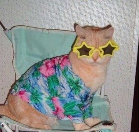 не нашла, поэтому создаю. просто место, куда я буду складировать смиш… — котики · Стрекоза