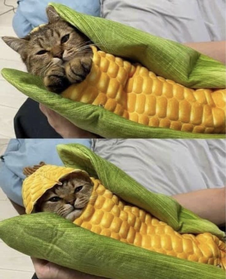 скукурузился.... — котики · Стрекоза