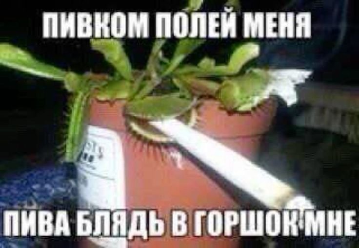 чето да тут это самое вот 🪱🪱🪱🪱🪱 — limfachervya. · Стрекоза