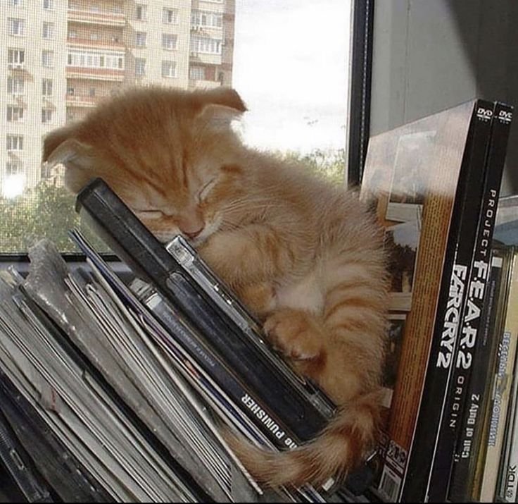 Bedtime 💤 — Samsa · Стрекоза