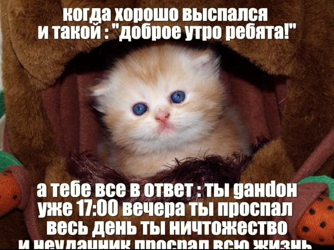 всем доброй ночи сладких снов, завтра вечером жду таких коментов — krab · Стрекоза