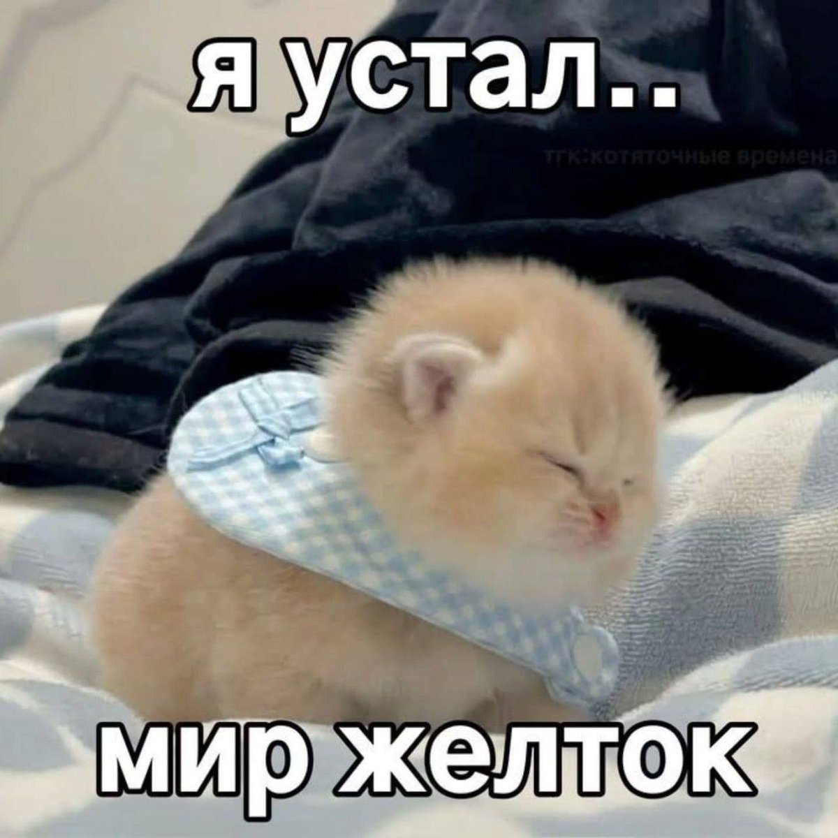 всем доброе утро — krab · Стрекоза