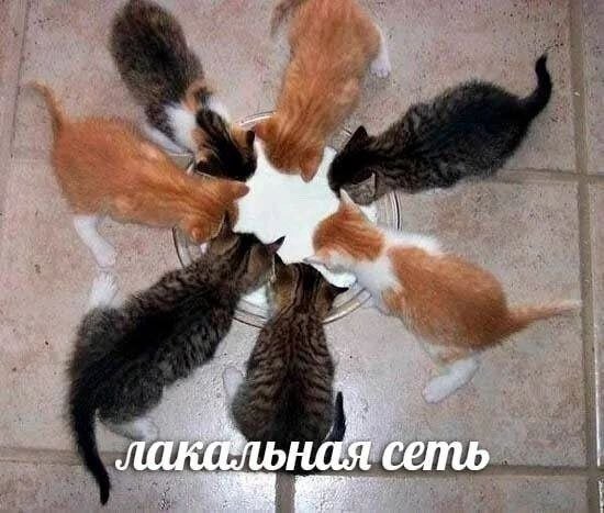 В ютубе попался свежий залетевший видос, где чел рассказывал сколько… — meatimch · Стрекоза