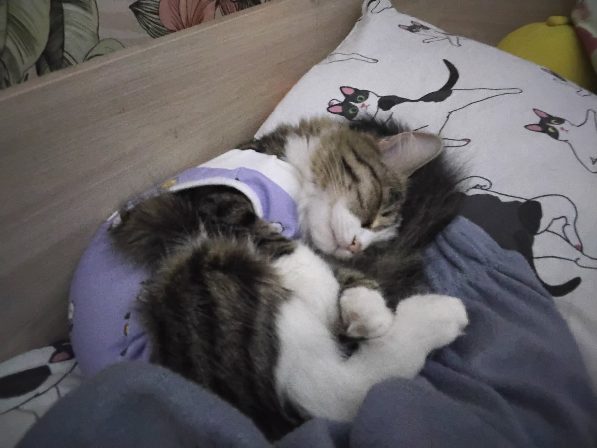 кошечка моя люпимая🥺 — seanKILLER · Стрекоза