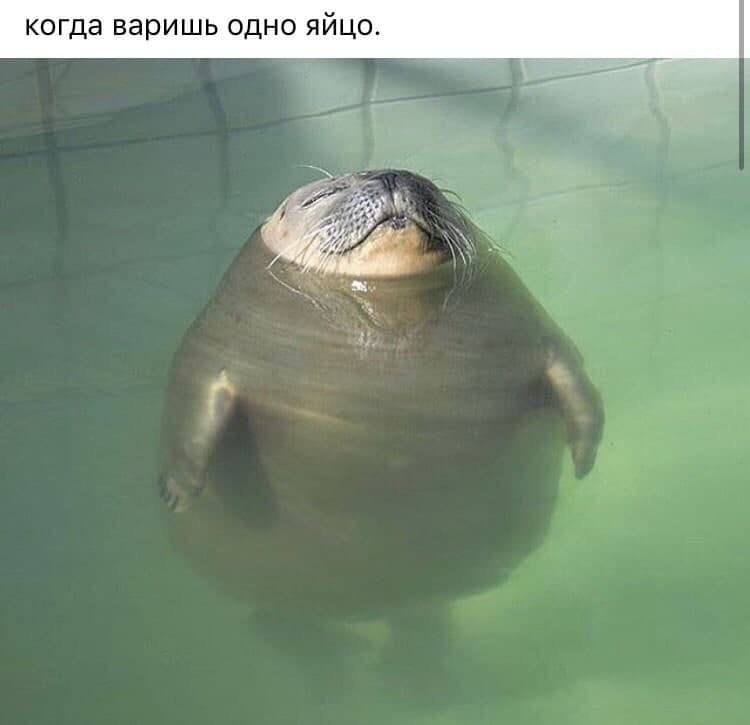 Когда варишь одно ийцо — S1unYav1y · Стрекоза