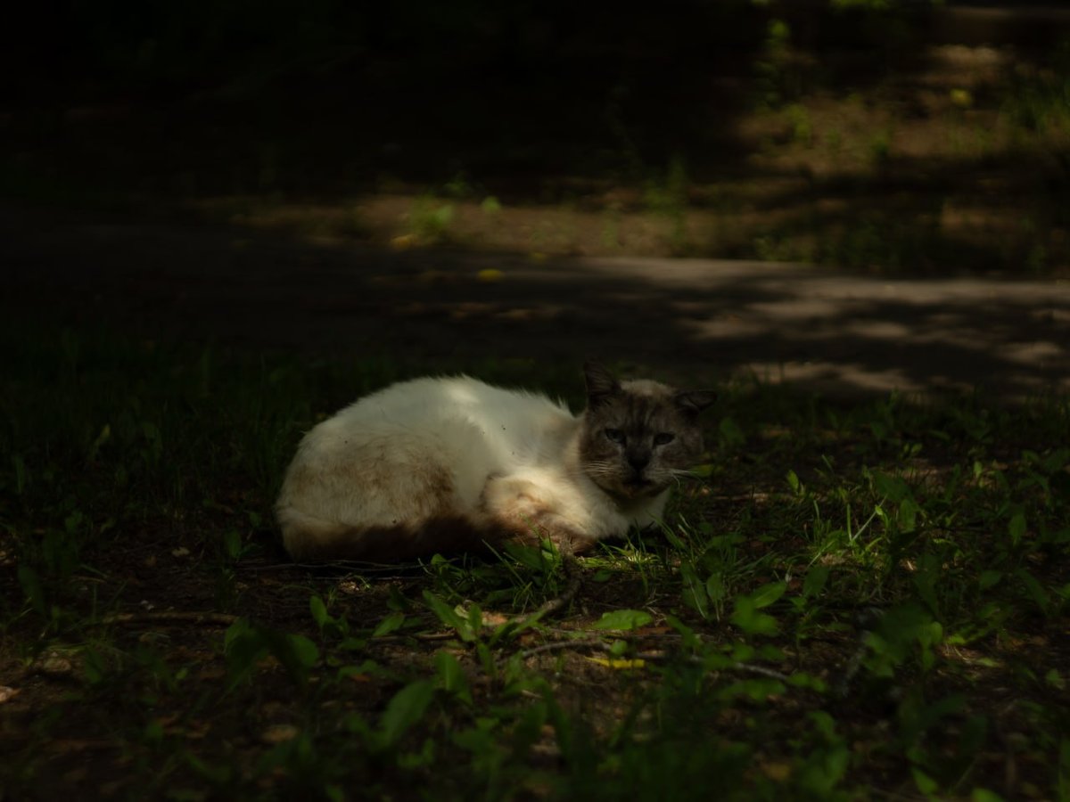 unglückliche Stadtkatzen — ФУБ · Стрекоза
