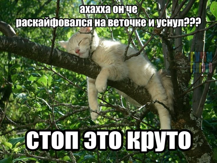 добри день! сегодня по планам выходной и уборочка! — dashonio · Стрекоза
