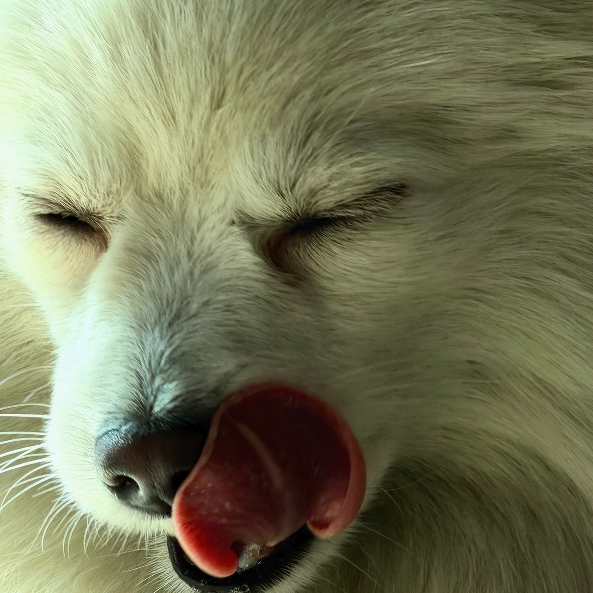 👅 — _Av-An-Tu-Ra_ · Стрекоза