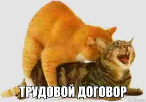 Сегодня не работаешь — PuzzleOfDoom · Стрекоза