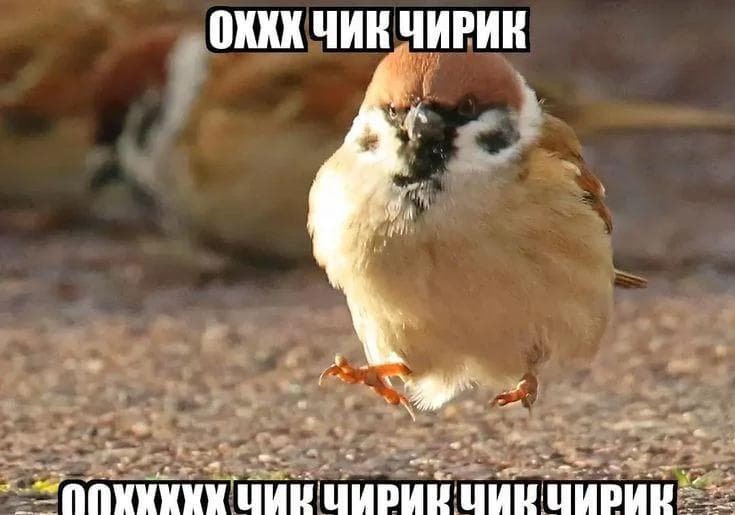 Слишком свеговый свег — ShadoW · Стрекоза