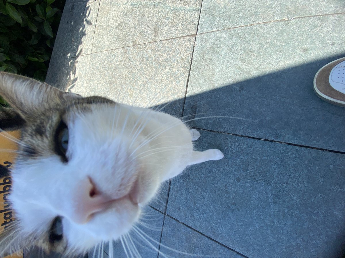 Котость — Chicken_Nugett3000 · Стрекоза