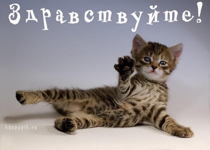 я хочу быть папулярным — inetzombi · Стрекоза