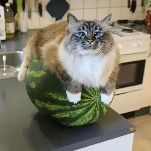 Я этого кота никогда не удалю с рабочего стола — Flnnd13 · Стрекоза
