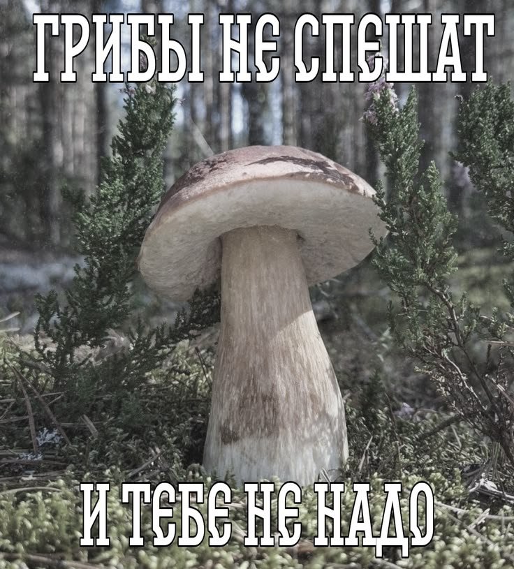 xz — Zlowenn · Стрекоза