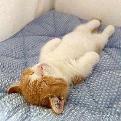ладно пойду спать спокойной ночи стрекозяда! ^-^ — Dezert · Стрекоза