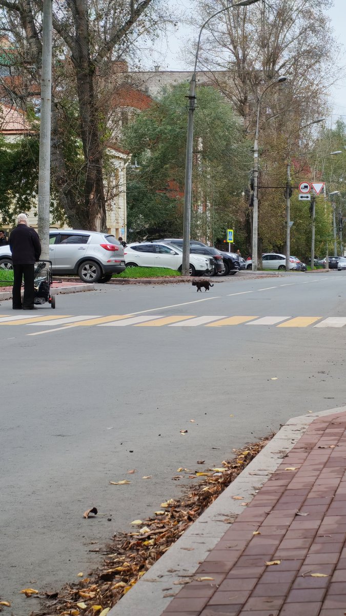 Всем здарова! Немного записей из жизни. Вот такого котика встретил. У… — LostHorisons · Стрекоза