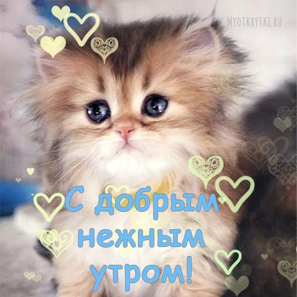 все стрекозядам доброе утро! => — Dezert · Стрекоза