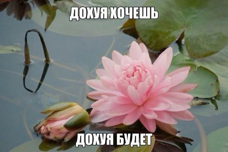 Вдохновляйтесь! — Twinkle_pinkle · Стрекоза