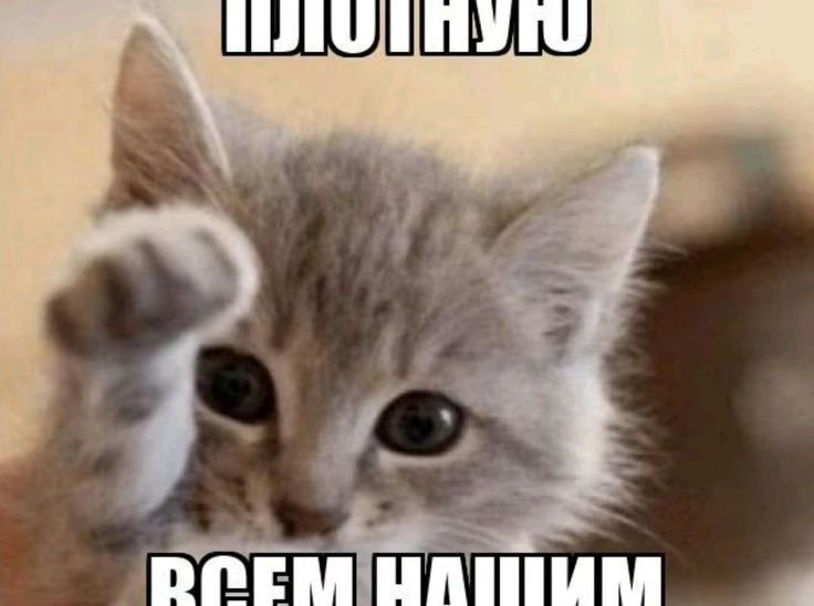 ЗДАРОВА СУЧАРЫ!!!!!!!! НЕ ЖДАЛИ НАХУЙ??????????????????????? короче,… — timoha_iz_2026 · Стрекоза