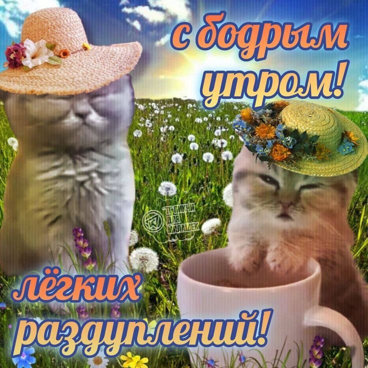 Доброе всем утро! Я проспала и ничего не успеваю. Надеюсь ваше утро п… — Myrtille · Стрекоза