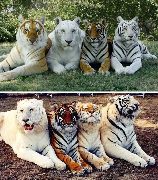 enea1 tigre — honjuclassics · Стрекоза