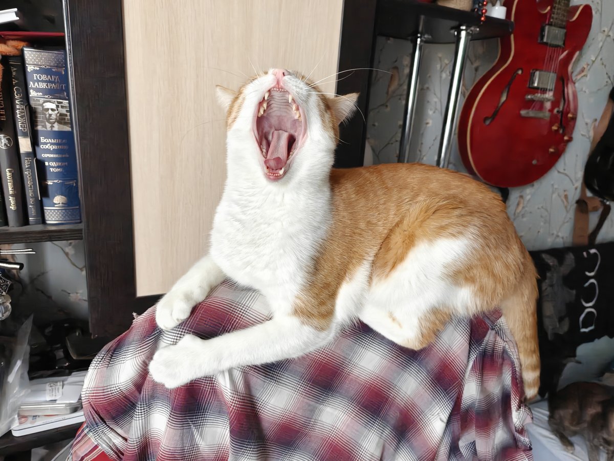а — Fox · Стрекоза