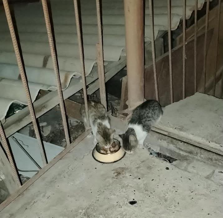 кормлю котят — Persi_K · Стрекоза