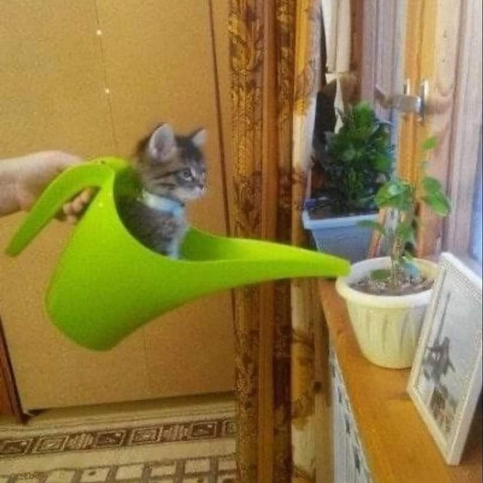 мили картинка йоу — timchiee · Стрекоза