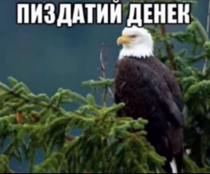 dgd я сейчас обломался так как некая неприятная новость настигла меня… — Usopshoe_ochko_40 · Стрекоза