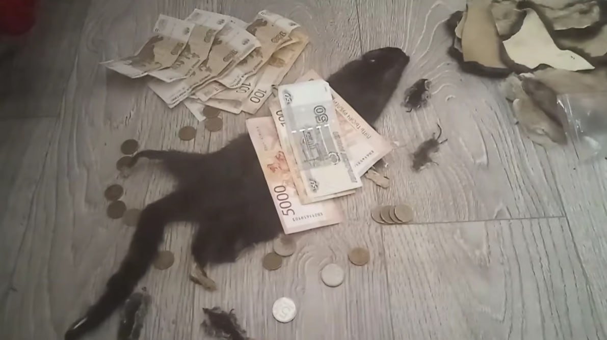 Закупаю крыс — Fegyverbe · Стрекоза
