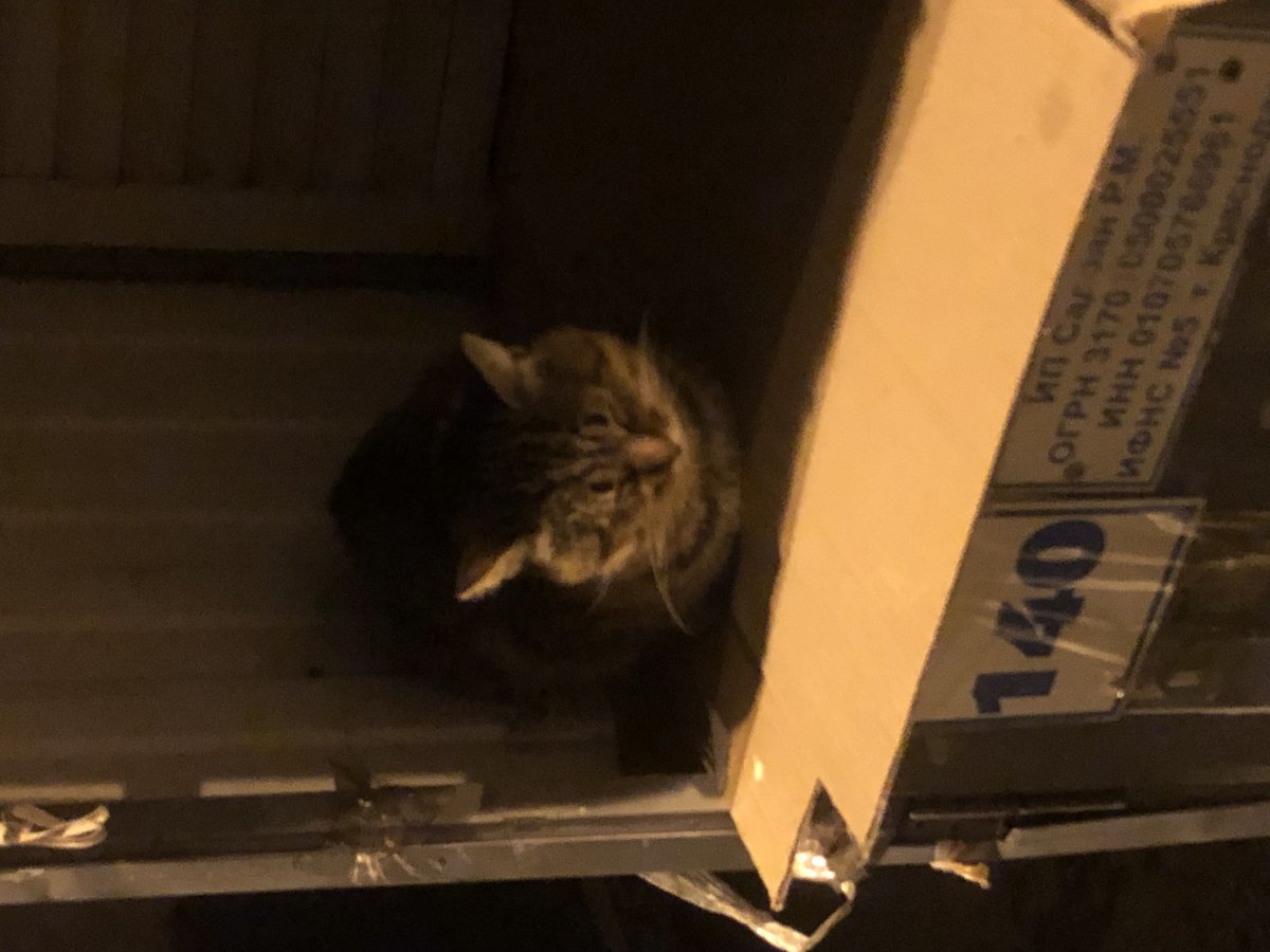 где то год назад мы с мамой шли по рынку вечером и там сидела вот так… — zabawka_qwq · Стрекоза