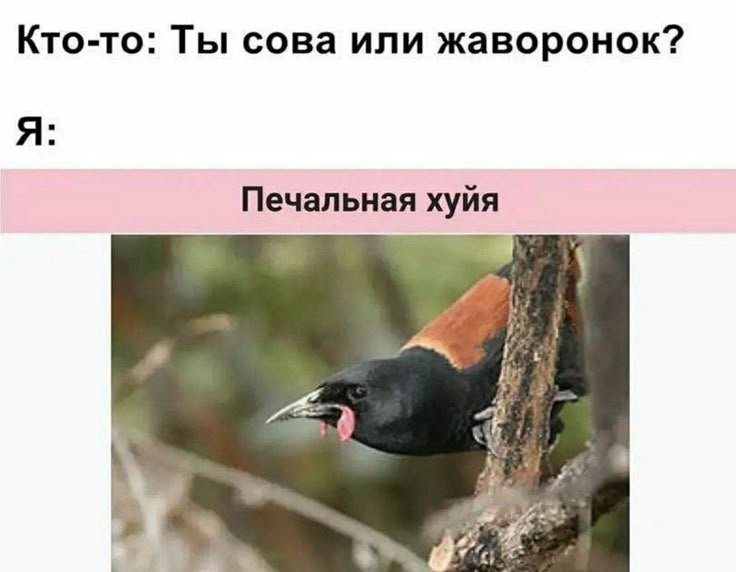 Герметик щас блять: (Пиздуй спать) — DeltaDi · Стрекоза