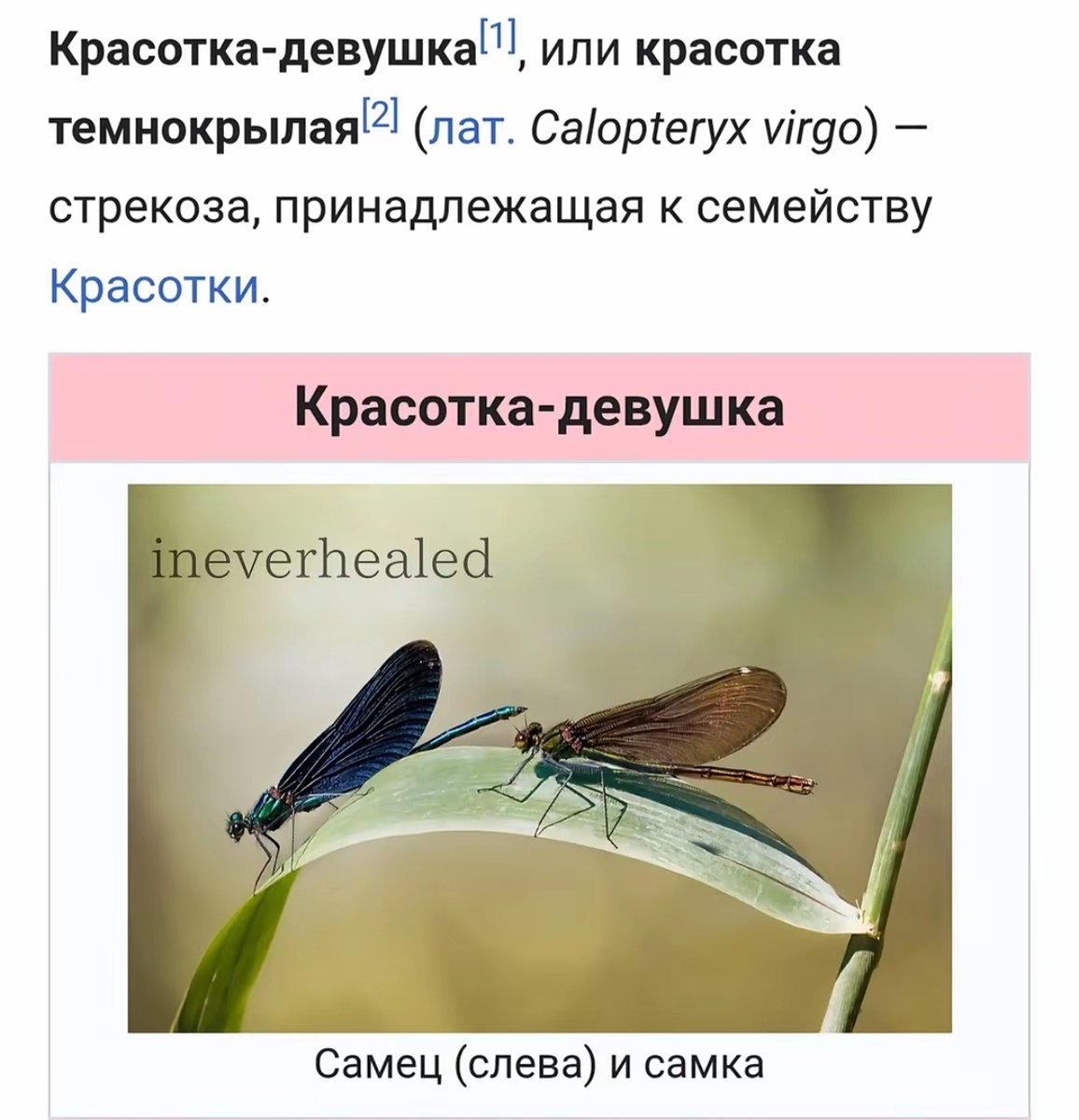 у меня дз на завтра не зделано но ниче прорвемся все спокнок и мирног… — vanya_gerasimov · Стрекоза