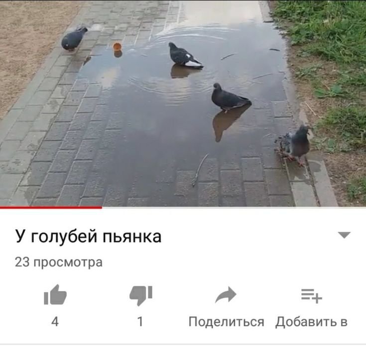Ооо, всем доброе утро, вроде сегодня оно должно быть добрым — Oklahoma_Mixer · Стрекоза