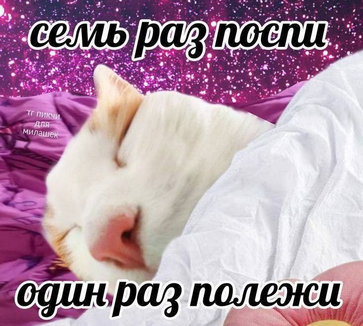 Это фото моё кредо. Я обожаю спать, но всегда не высыпаюсь(⁠-̩̩̩⁠-̩̩̩… — Myrtille · Стрекоза