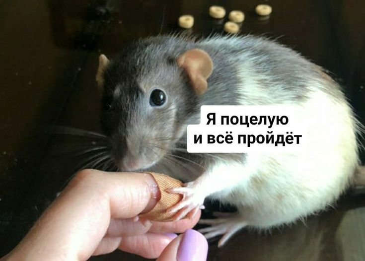 Я сегодня утром такая злая была, хз, я думала заплатить админу чтобы… — DeltaDi · Стрекоза