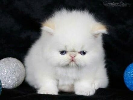 Немного кринжово с того, что мне кажется что я не успею сделать свой… — PUCHURAPUCHURAPUCHURA · Стрекоза