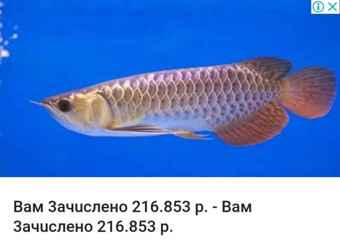 ВСЕМ ПРВИЕТ — lain_iwakura · Стрекоза