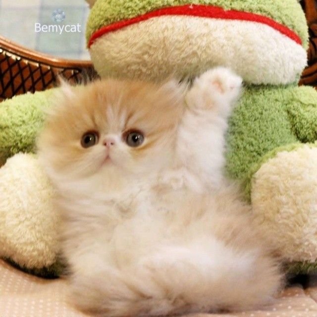 Они даже не догадываютца шуто завтра я сочно буду играть в дедлок — PUCHURAPUCHURAPUCHURA · Стрекоза