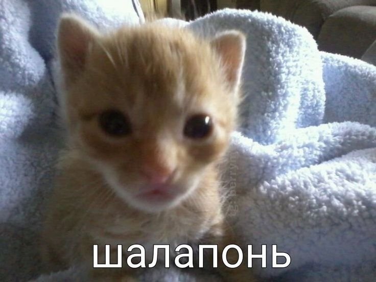 стрекозятки, у меня сегодня был хороший денек, правда очень длинный и… — emiliaaoaa · Стрекоза