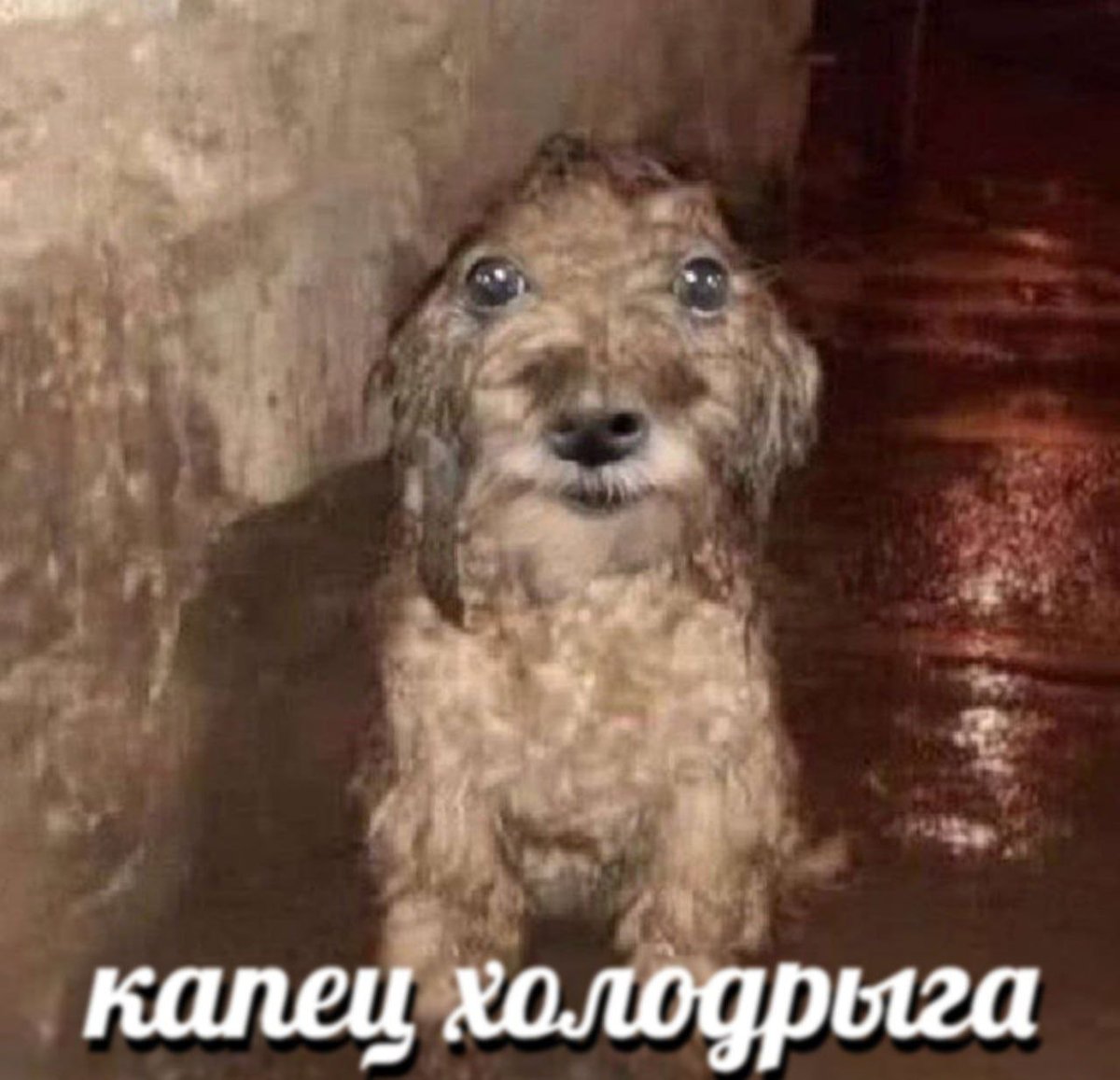 солнце обманчиво. даже вневековой желтый фонарик напиздел, блять, даж… — kitteen · Стрекоза