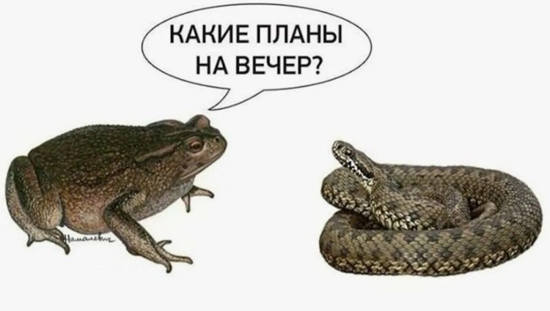 Чем заняты родные я вот хуйней страдаю — RadiationHud · Стрекоза