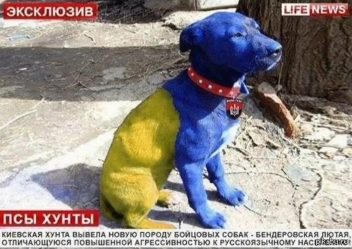Понимаю, что в том, что я не выспалась виновата я сама, но все равно… — Govnonalopate · Стрекоза