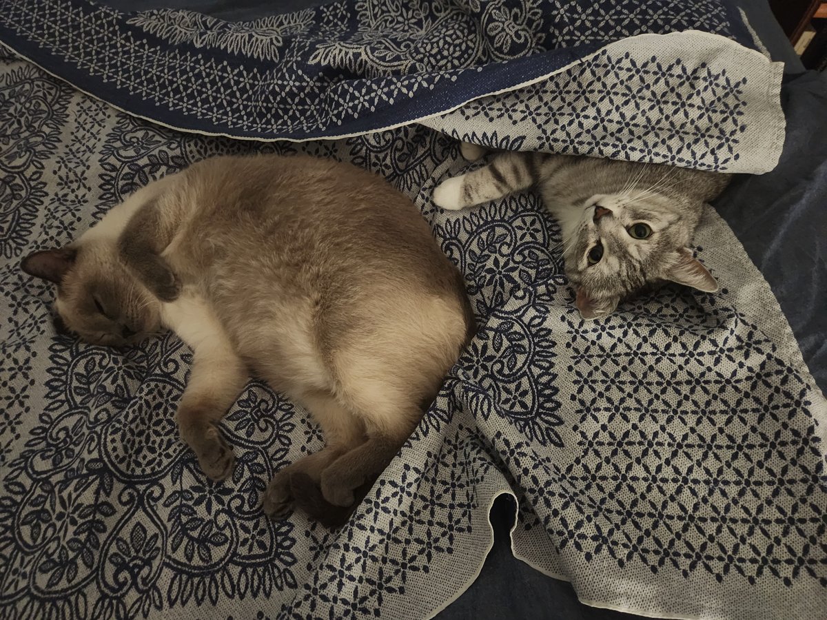 оцените котов — ollolix · Стрекоза