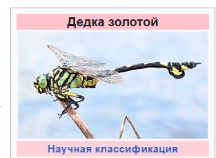 стреказоиды старореги типа — pomochan · Стрекоза